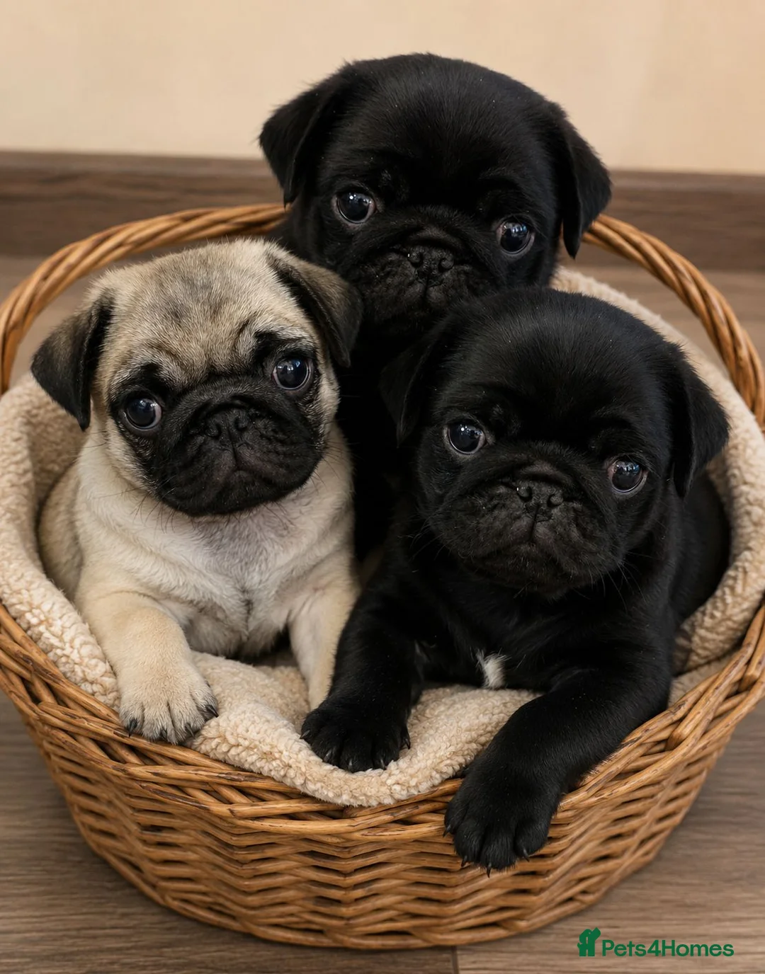 Pug dogs for sale: Adorable  PUG Puppies looking for Their Homes  - Advert 2