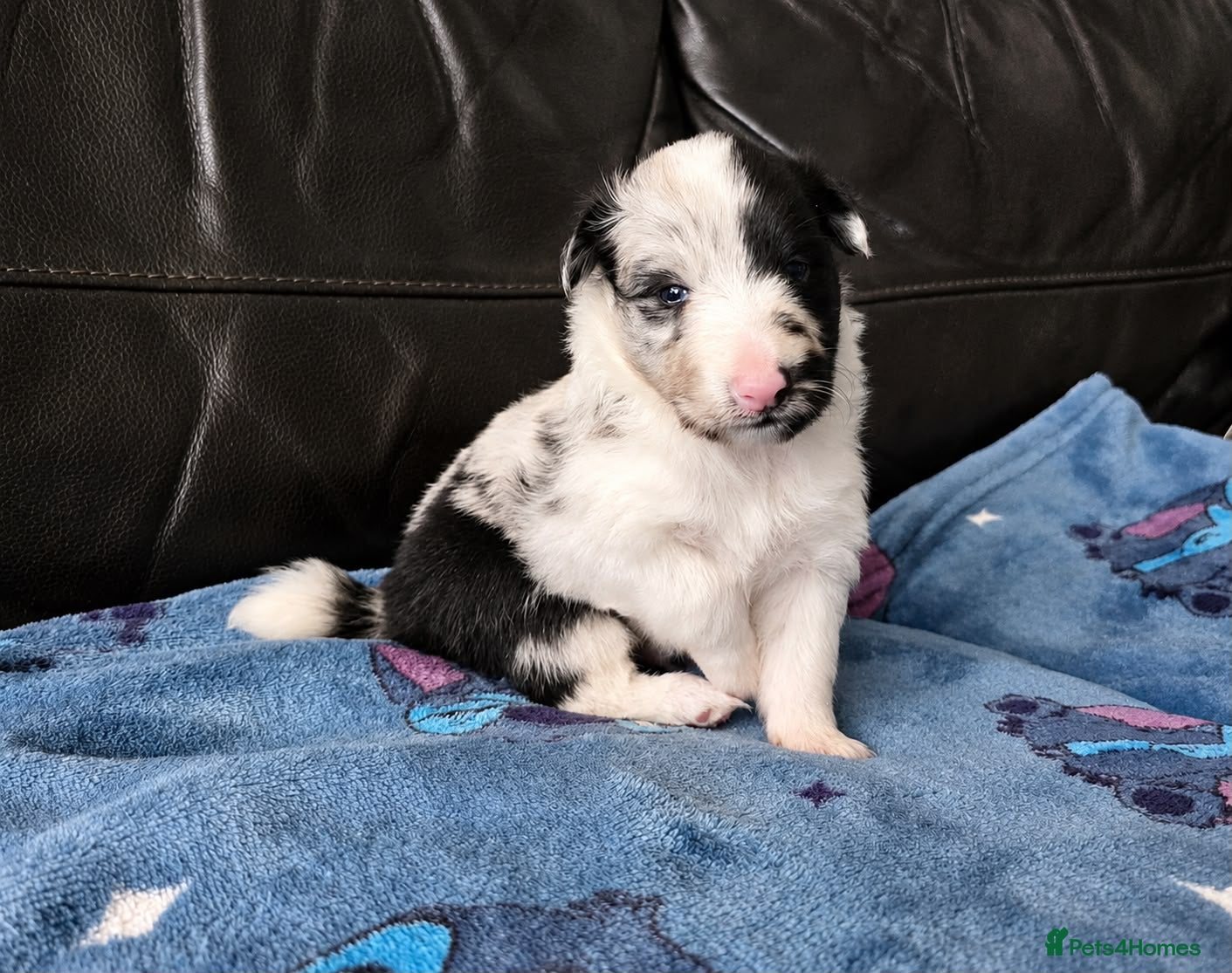 Shetland Sheepdog dogs 2 Rare-Coloured Sheltie Boys Looking for Homes - Advert 1