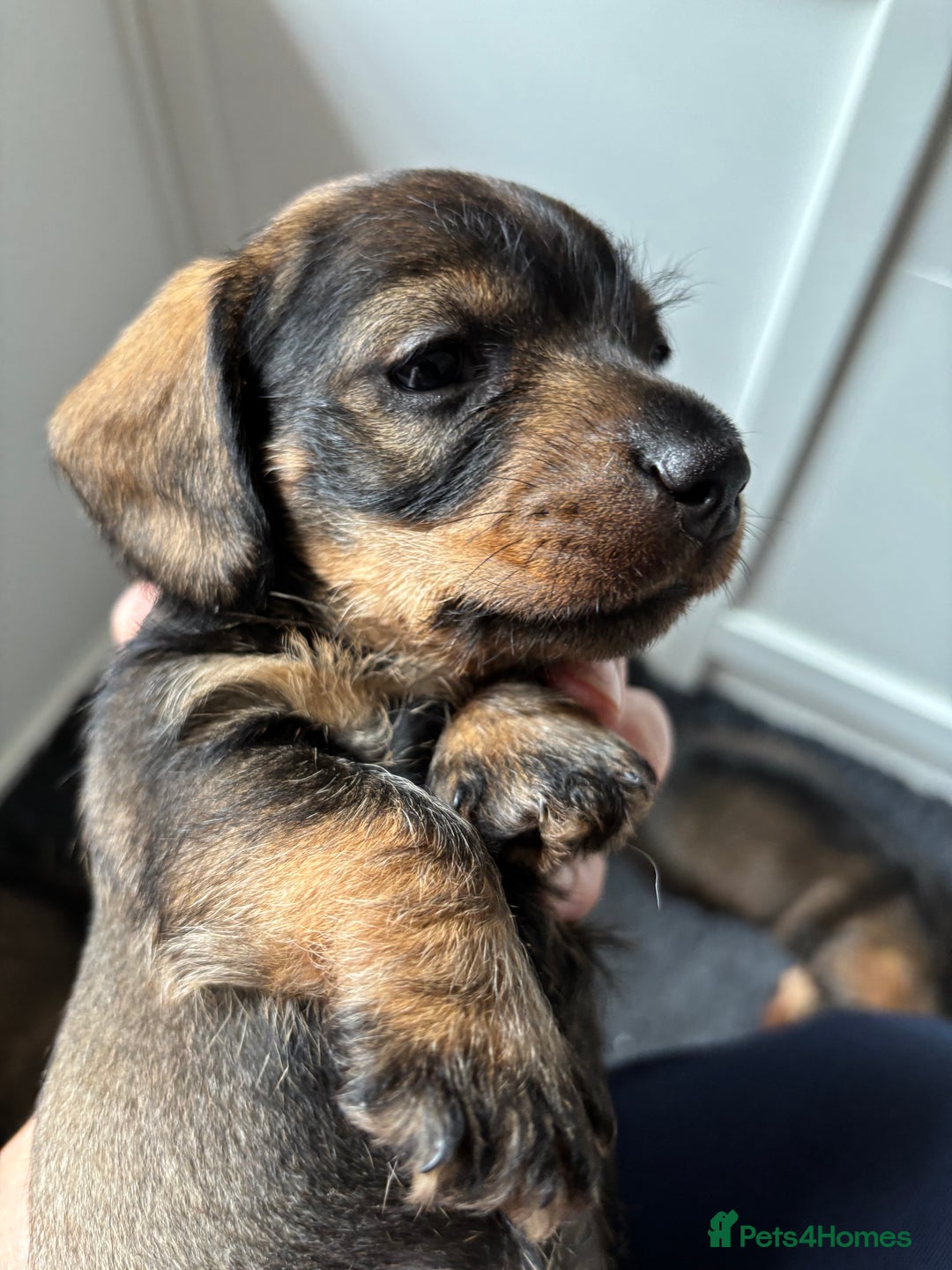 Miniature Dachshund dogs for sale: Miniature Wire-Haired Dachshund in Crediton - Image 6