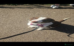 Welsh Collie dogs for sale: Welsh Sheepdog Pup - Female - Image 4