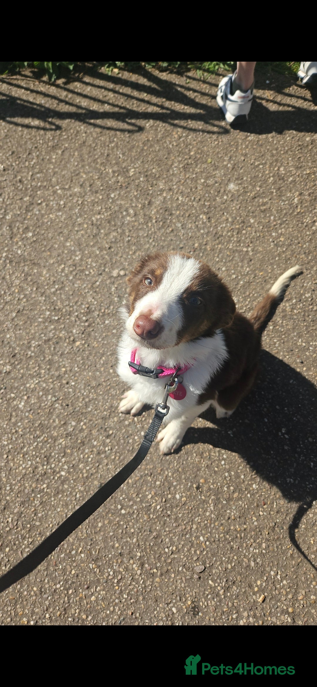 Welsh Collie dogs for sale: Welsh Sheepdog Pup - Female - Image 4