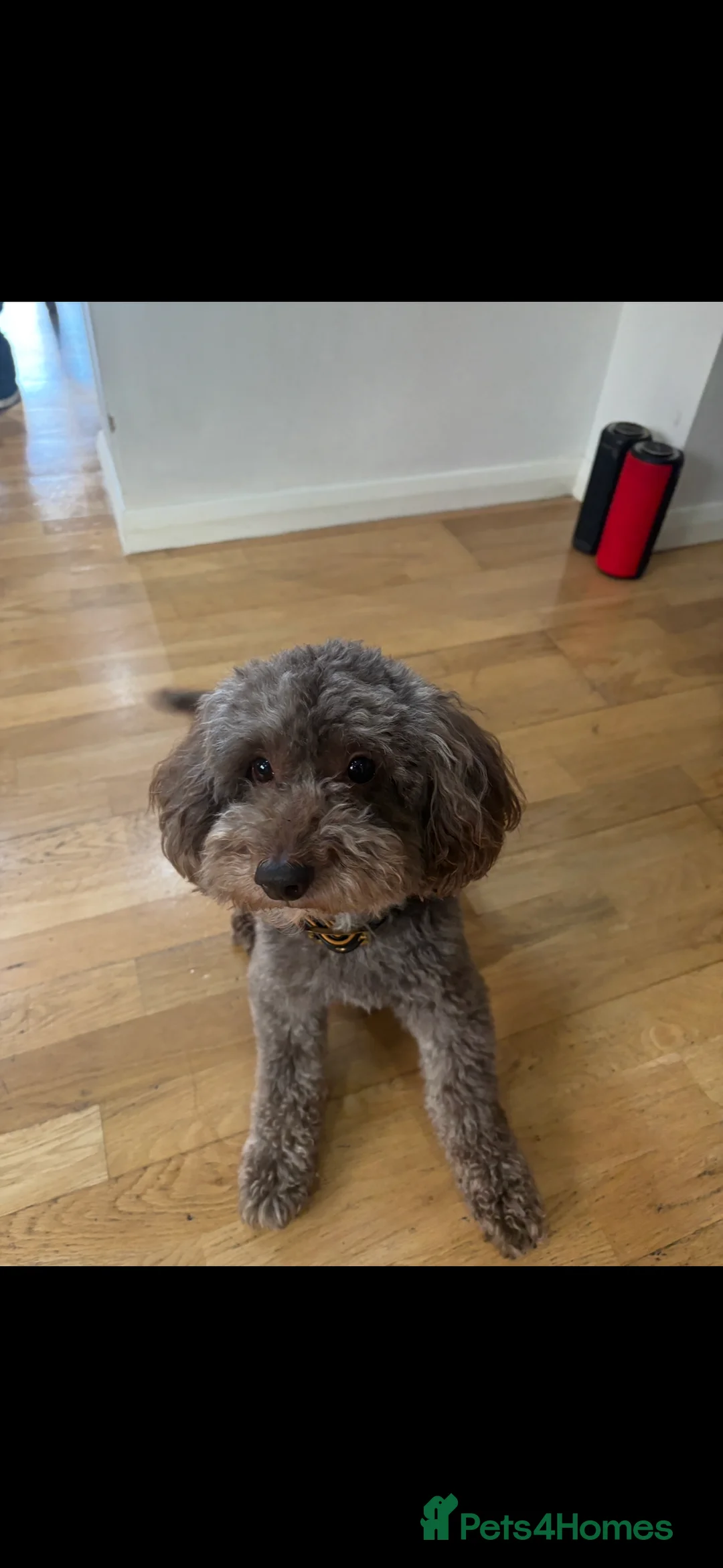 Miniature Poodle dogs for stud: Brown Miniature poodle  - Advert 5