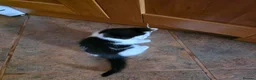 Mixed Breed cats for sale: 2 tuxedo male kittens in Taunton - Advert 4