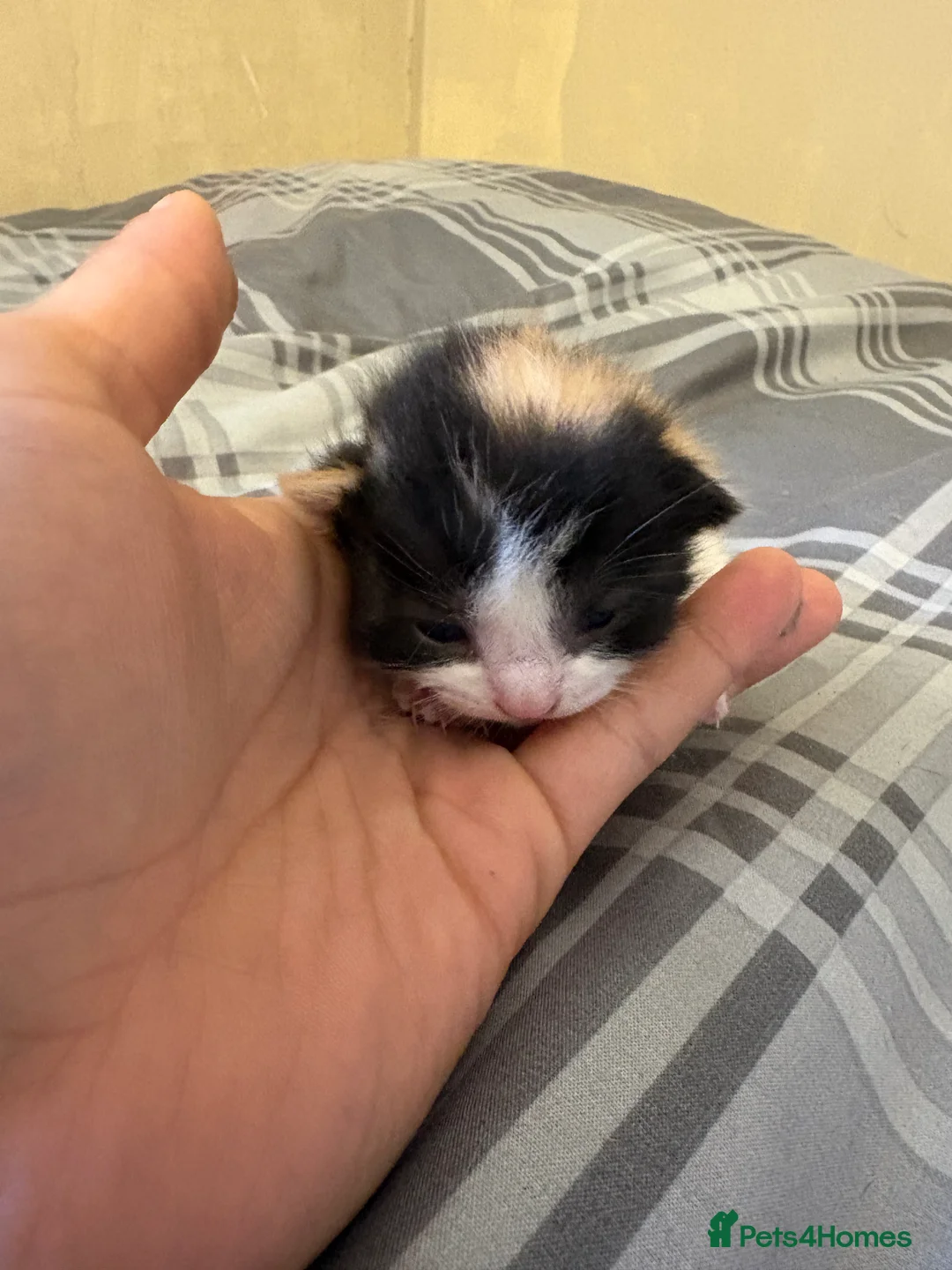 Mixed Breed cats for sale: Kittens  - Advert 4