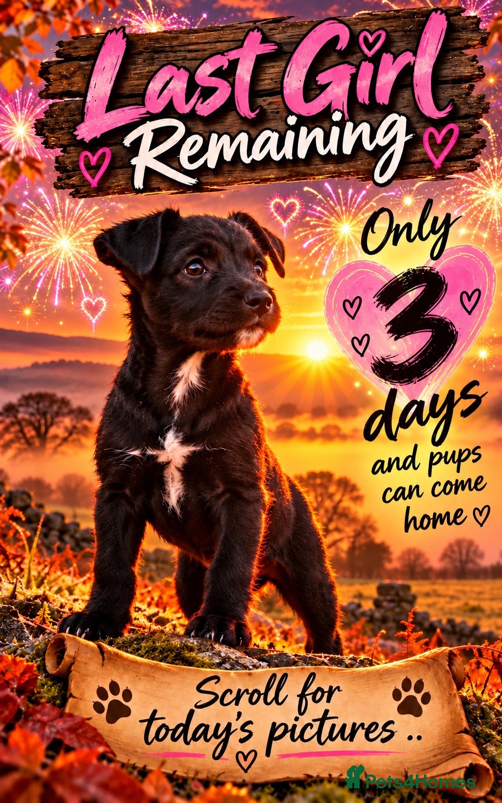 Patterdale Terrier dogs Stunning black Patterdale puppies  - Advert 2