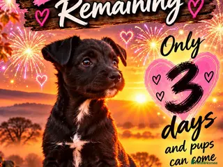 Patterdale Terrier dogs Stunning black Patterdale puppies - Advert 2
