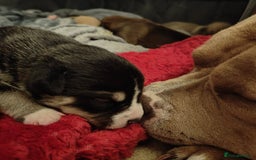 Mixed Breed dogs for sale: Heinz Pups for Sale  - Image 9