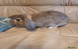 Mixed Breed rabbits for sale: Adorable Female Mini Lop X English Rabbit - Image 2