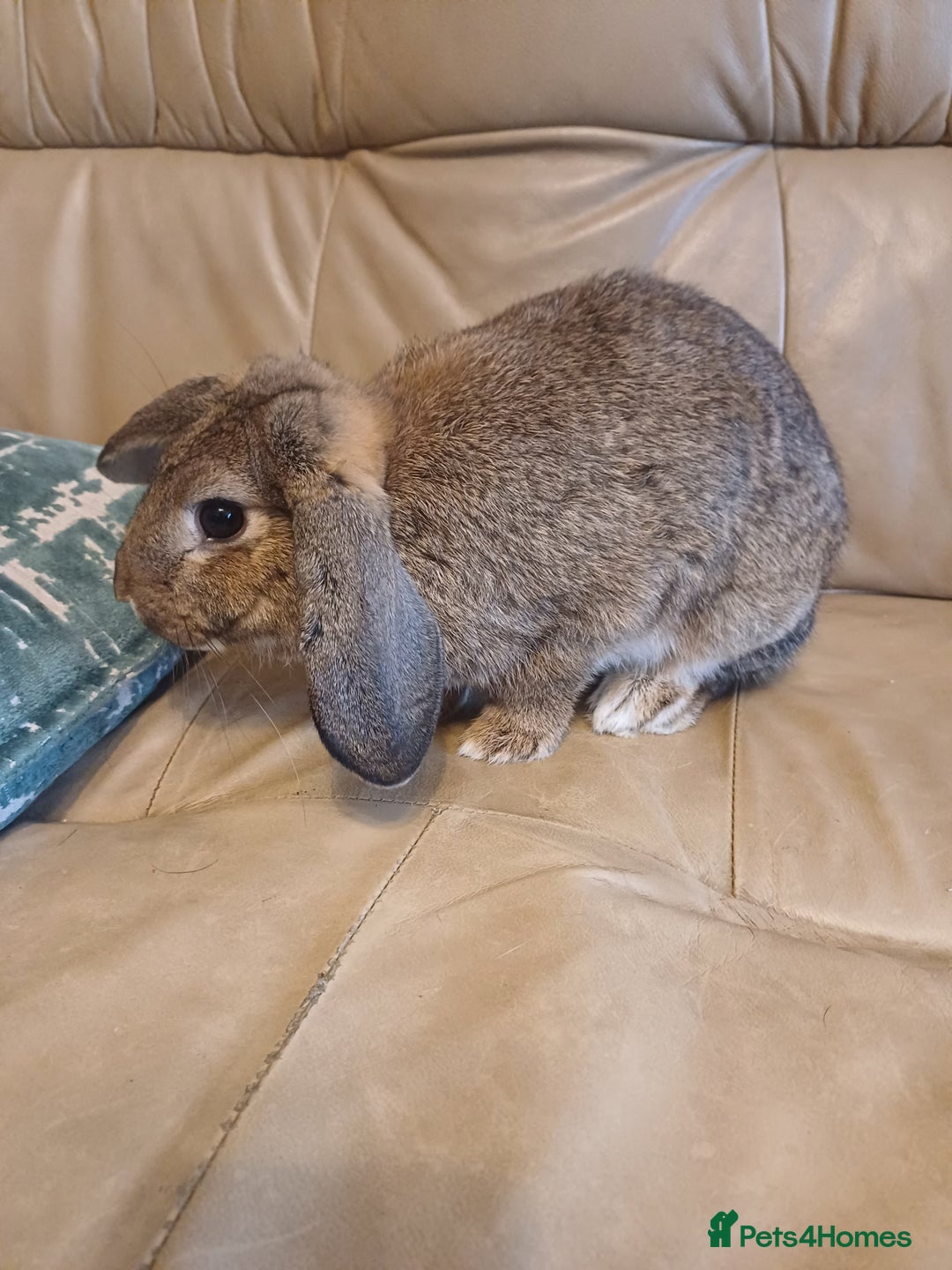 Mixed Breed rabbits for sale: Adorable Female Mini Lop X English Rabbit - Image 2