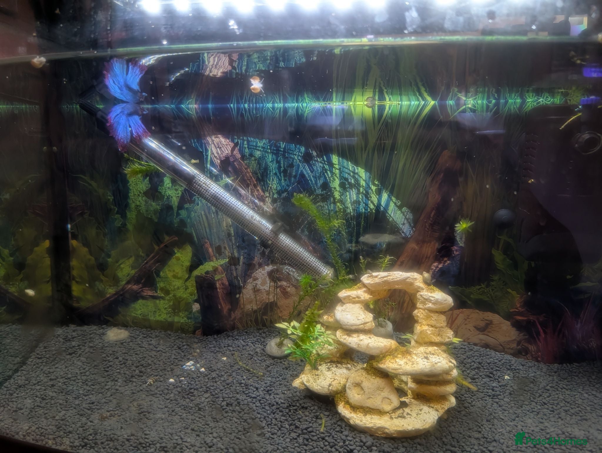 Bettas fish Betta fish - Advert 5