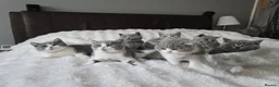 British Shorthair cats for sale: Pedigree Registered British Short Hair Kittens - Advert 12
