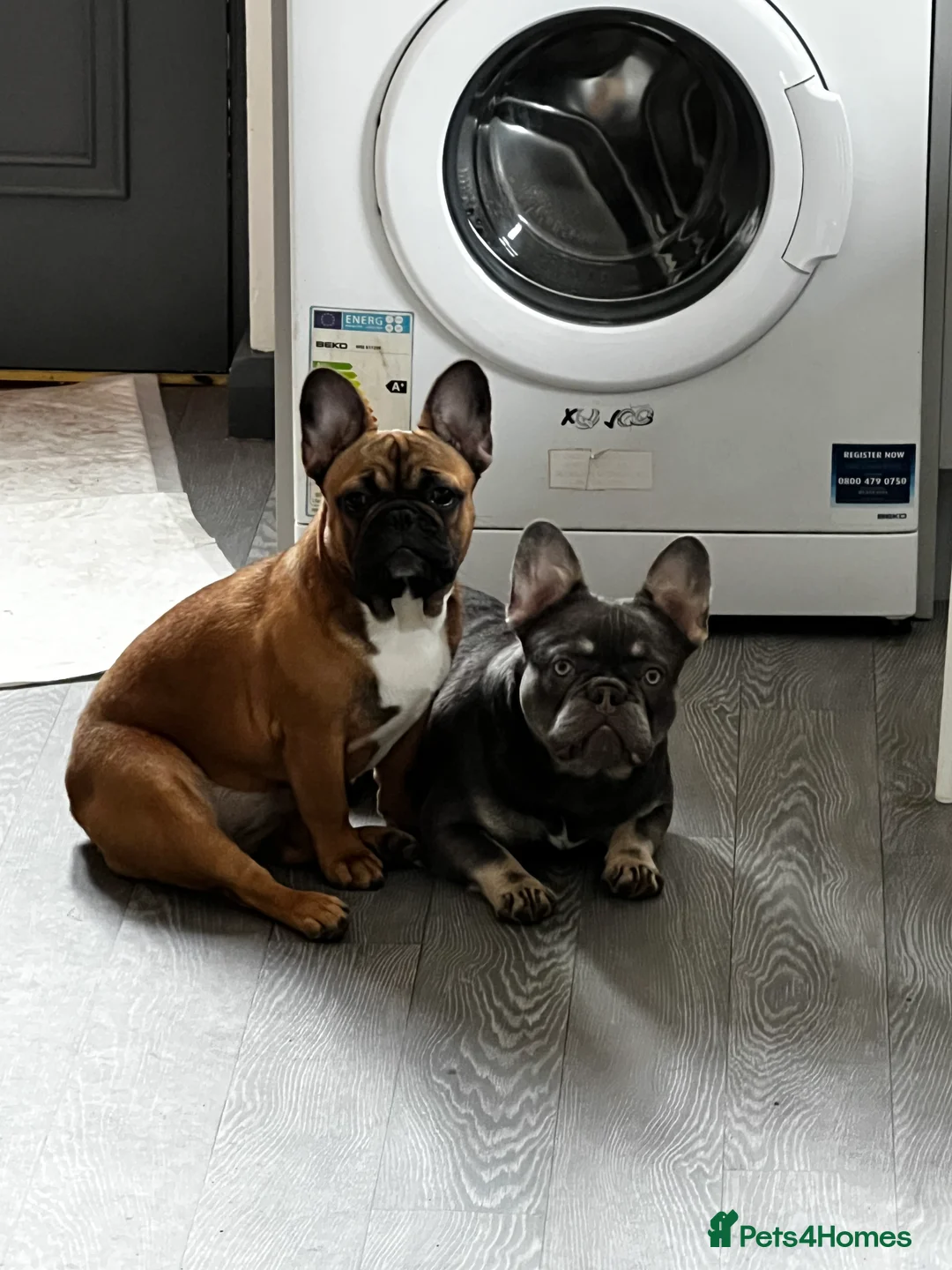 French Bulldog dogs for sale: Adorable 3-Year-Old Male & Female French Bulldog - Advert 23