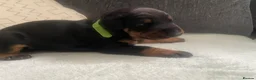 Dobermann dogs for sale: Doberman puppies - Advert 15