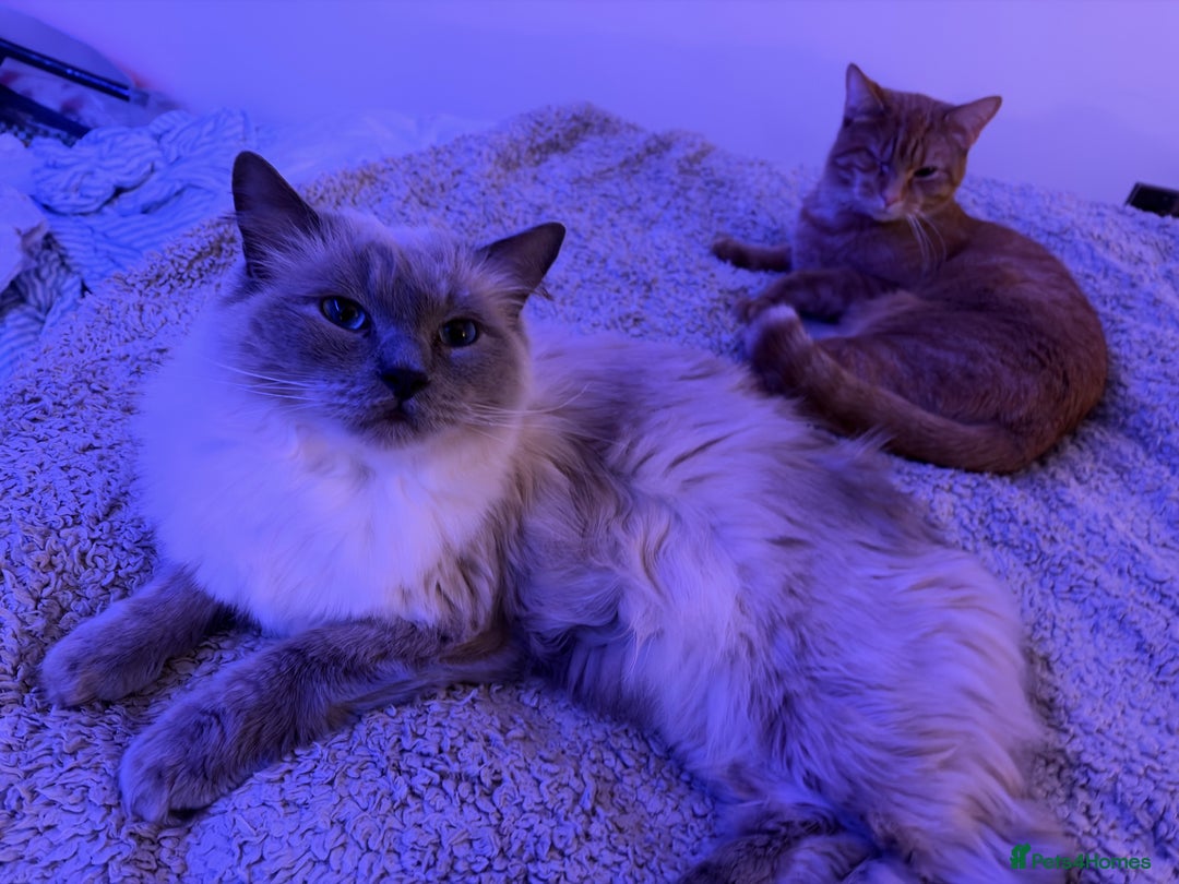 Ragdoll cats for sale: Gorby - ragdoll male - Advert 7