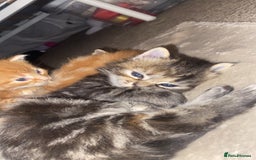 Mixed Breed cats for sale: Gorgeous Kittens Looking for Forever Homes Soon - Image 2