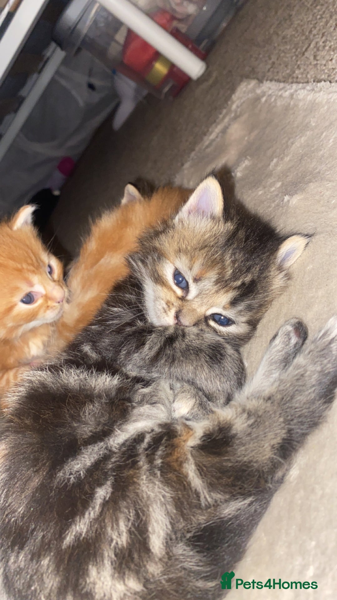 Mixed Breed cats for sale: Gorgeous Kittens Looking for Forever Homes Soon - Image 2