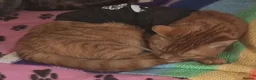 Domestic Shorthair cats for sale: For sale in Portsmouth - Advert 16