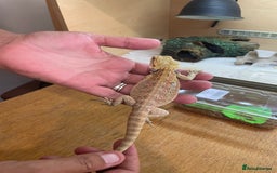 Bearded Dragon reptiles for sale: Bearded dragons  - Image 11