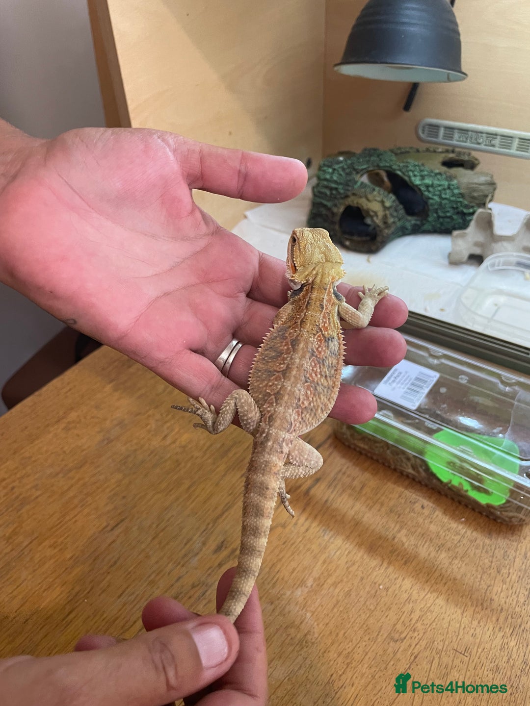 Bearded Dragon reptiles for sale: Bearded dragons  - Image 11