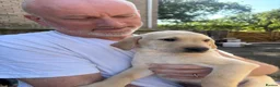 Labrador Retriever dogs for sale: Kind Natured Loving Boy in Daventry - Advert 7