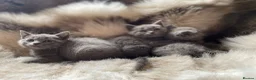 British Shorthair cats for sale: Bsh mix kittens  - Advert 12