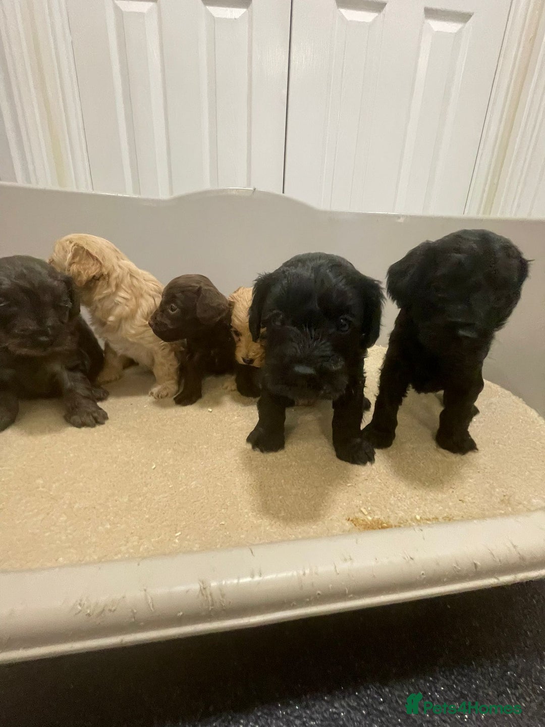 Cockapoo dogs for sale: F1 cockapoo p,a,r tested clear - Advert 31