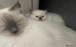 Ragdoll cats for sale: GCCF Blue Colour Point Ragdoll Kittens - Image 6