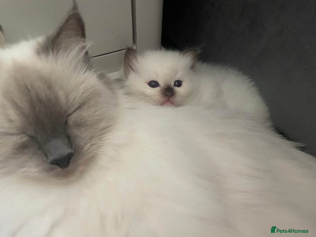 Ragdoll cats for sale: GCCF Blue Colour Point Ragdoll Kittens - Image 6