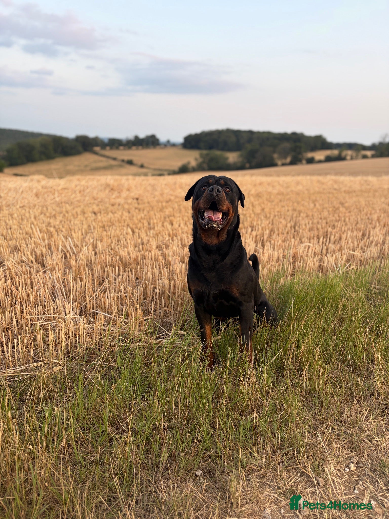 Rottweiler dogs 🐾 proven Rottweiler Stud Available 🐾 - Advert 5