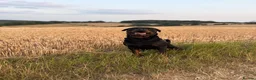 Rottweiler dogs for stud: 🐾 proven Rottweiler Stud Available 🐾 - Advert 1