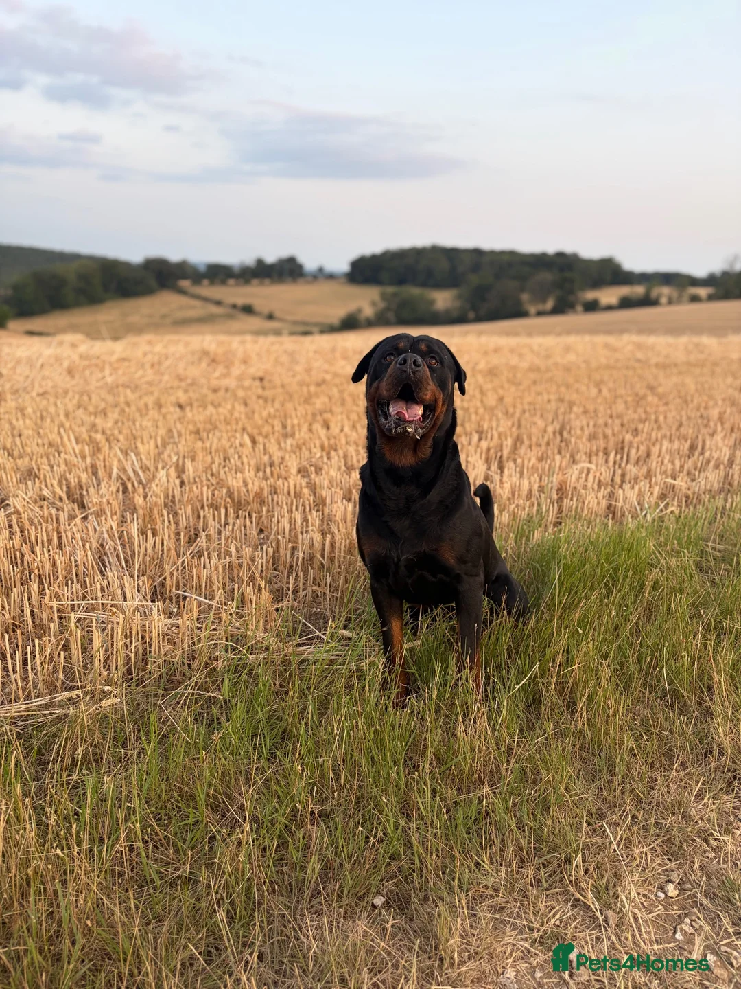 Rottweiler dogs for stud: 🐾 proven Rottweiler Stud Available 🐾 - Advert 1