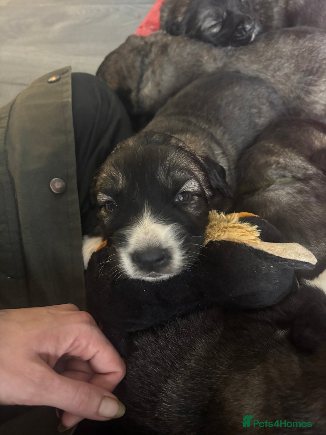 Caucasian Shepherd Dog dogs for sale: Caucasian Shepherds  - Advert 17