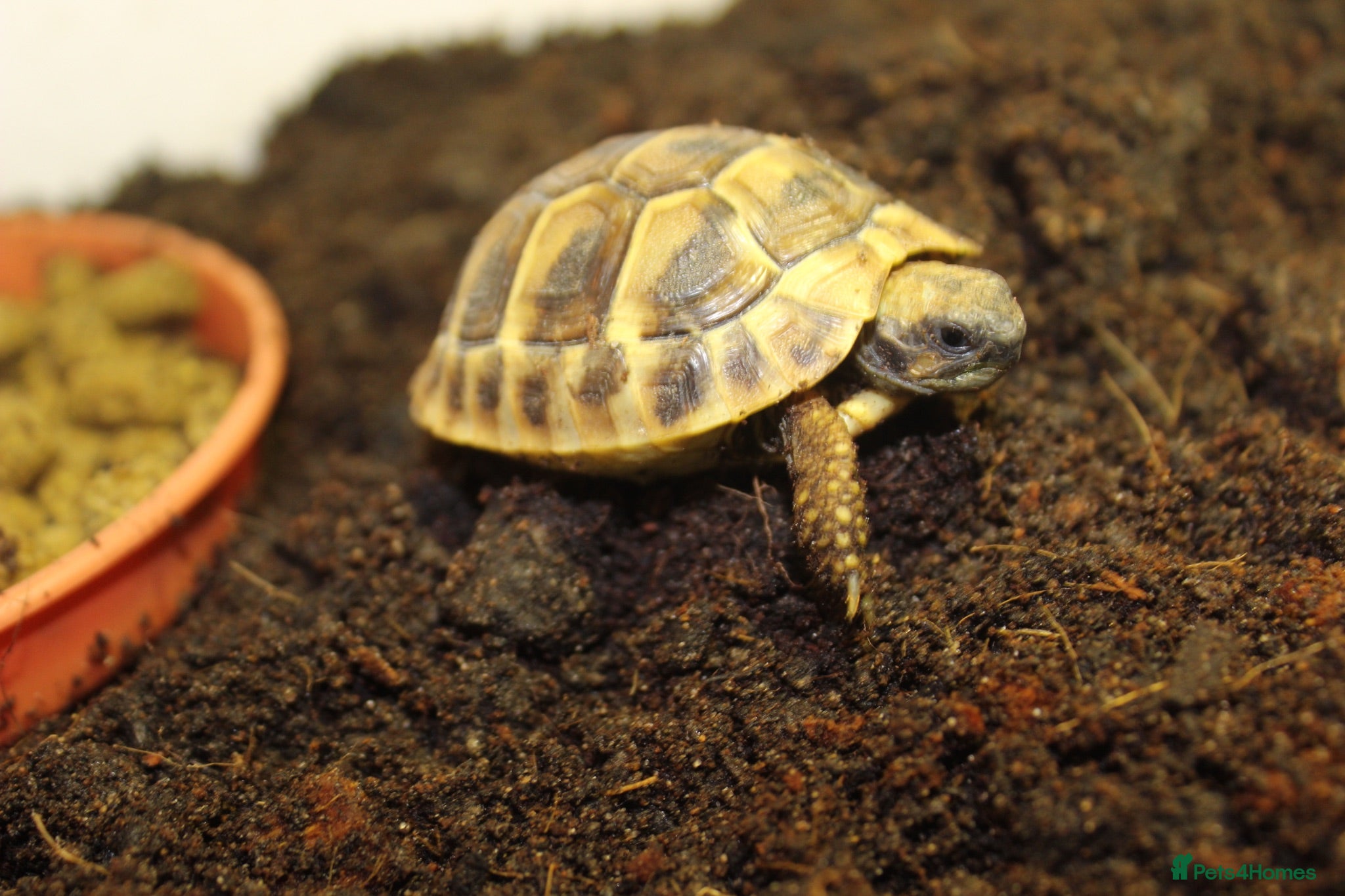 Hermann Tortoise reptiles Baby Hermanns Hatchlings & Set Ups!! - Advert 1