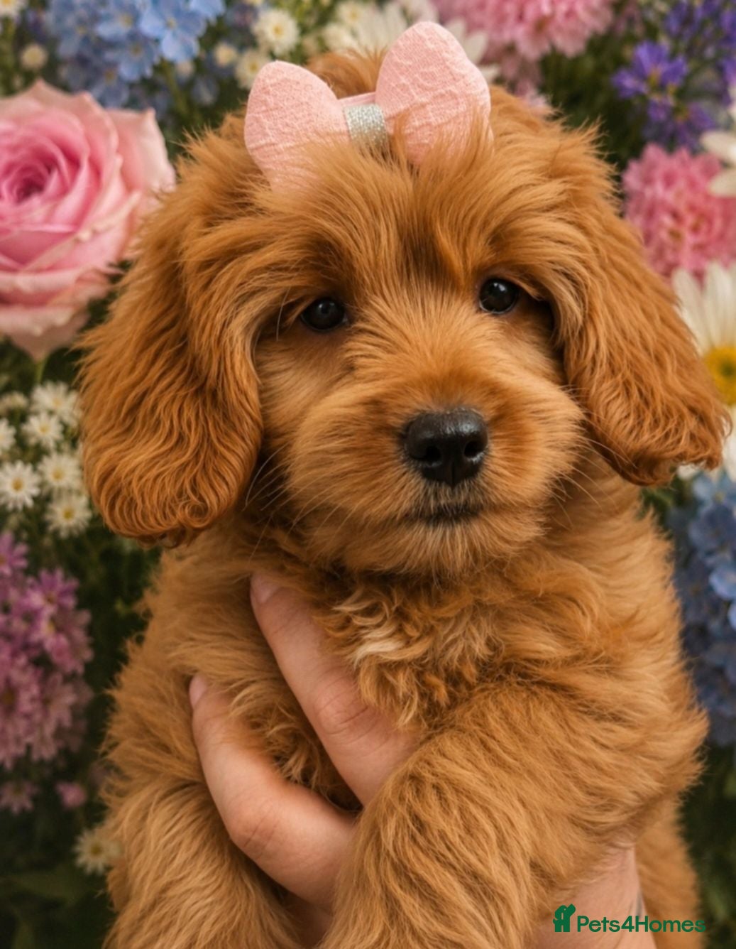 Cavapoo dogs 🧡CAVAPOO PUPPIES EXTENSIVELY DNA HEALTH TESTED🧡  - Advert 2