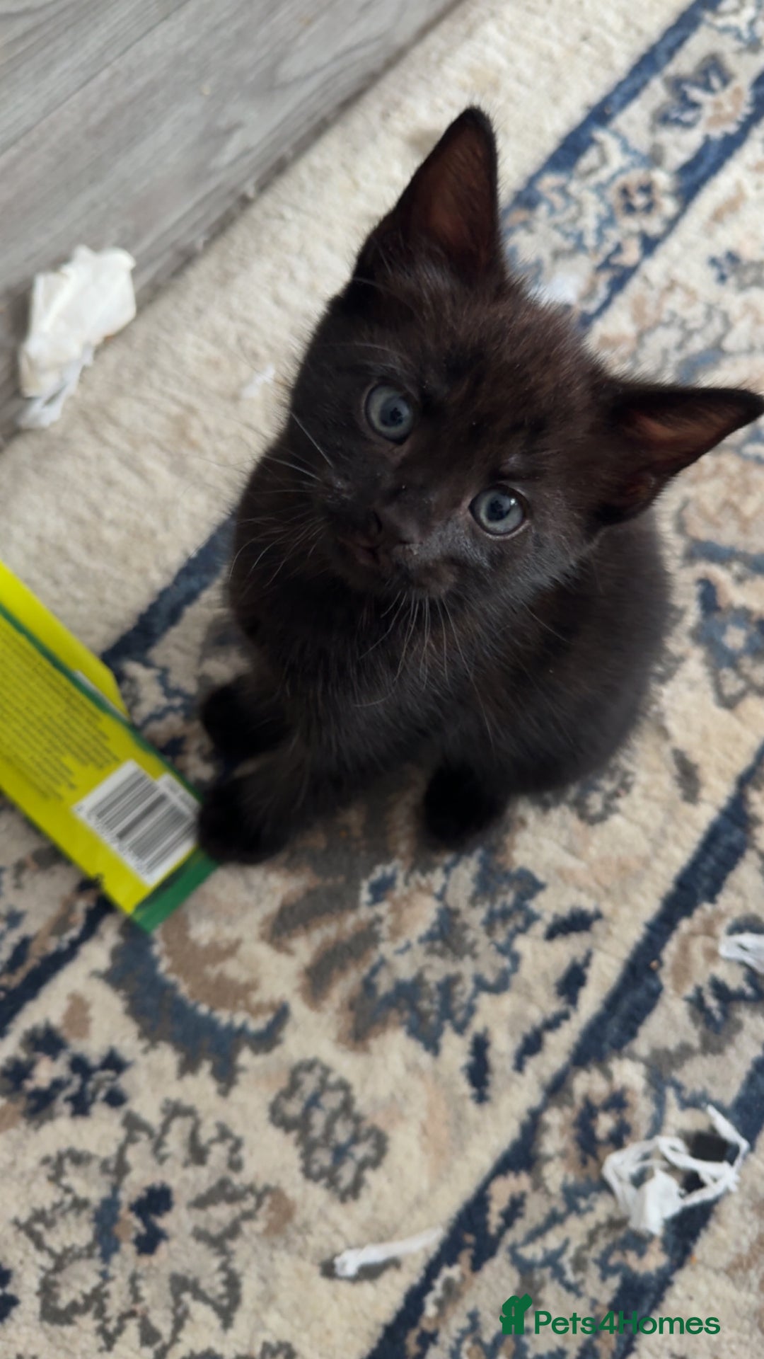 Mixed Breed cats for sale: Cute kittens looking for loving home - Image 6