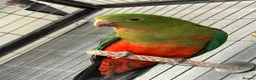 Parrots birds for sale: Australian king parrot in Stoke-on-Trent - Advert 3