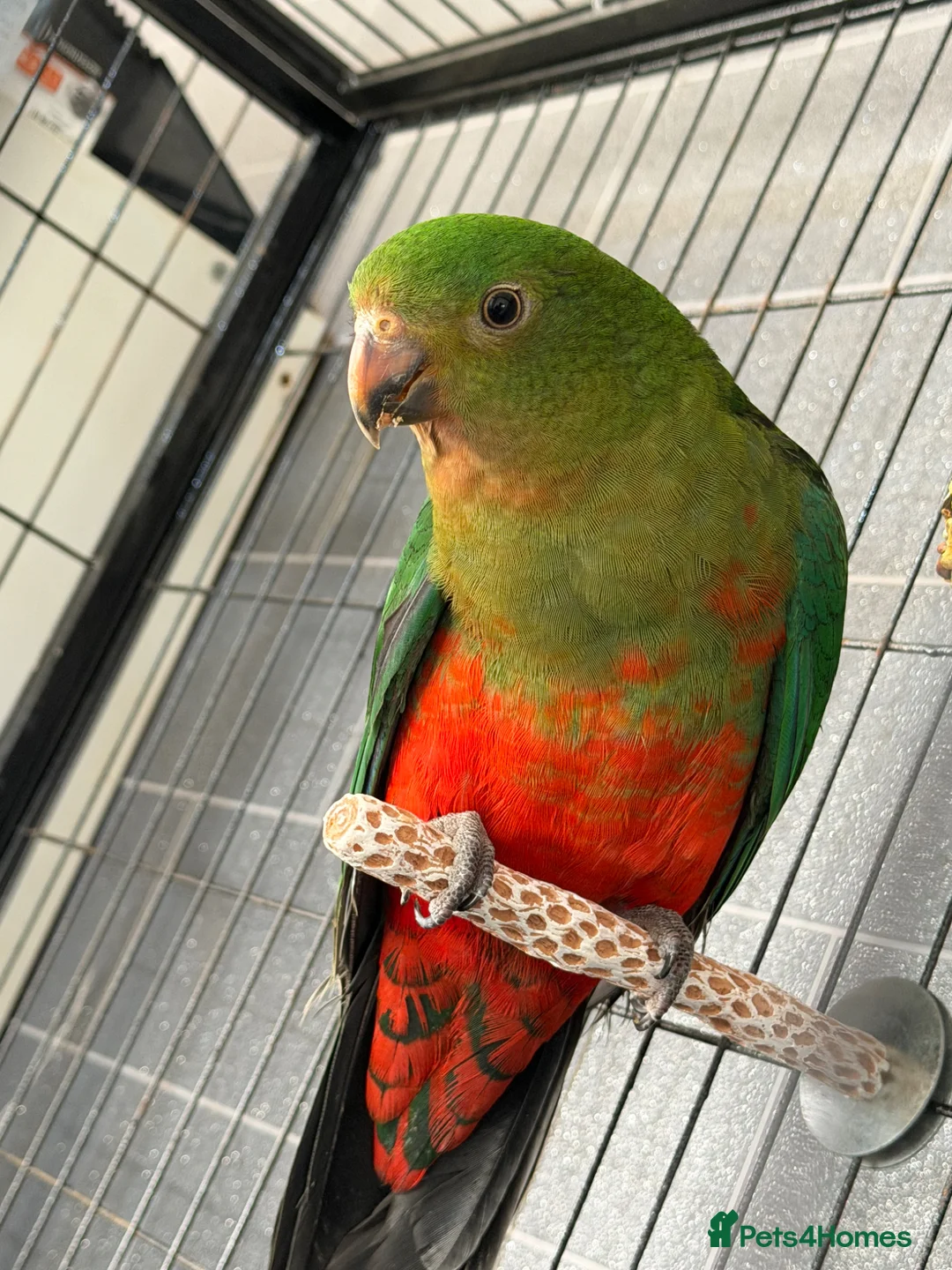 Parrots birds for sale: Australian king parrot in Stoke-on-Trent - Advert 3