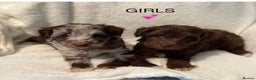 Miniature Schnauzer dogs for stud: KC Reg Choc/White Min Schnauzer MAC +BVA Clear in Coventry - Advert 23
