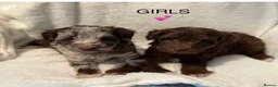 Miniature Schnauzer dogs for stud: KC Reg Choc/White Min Schnauzer MAC +BVA Clear in Coventry - Advert 23