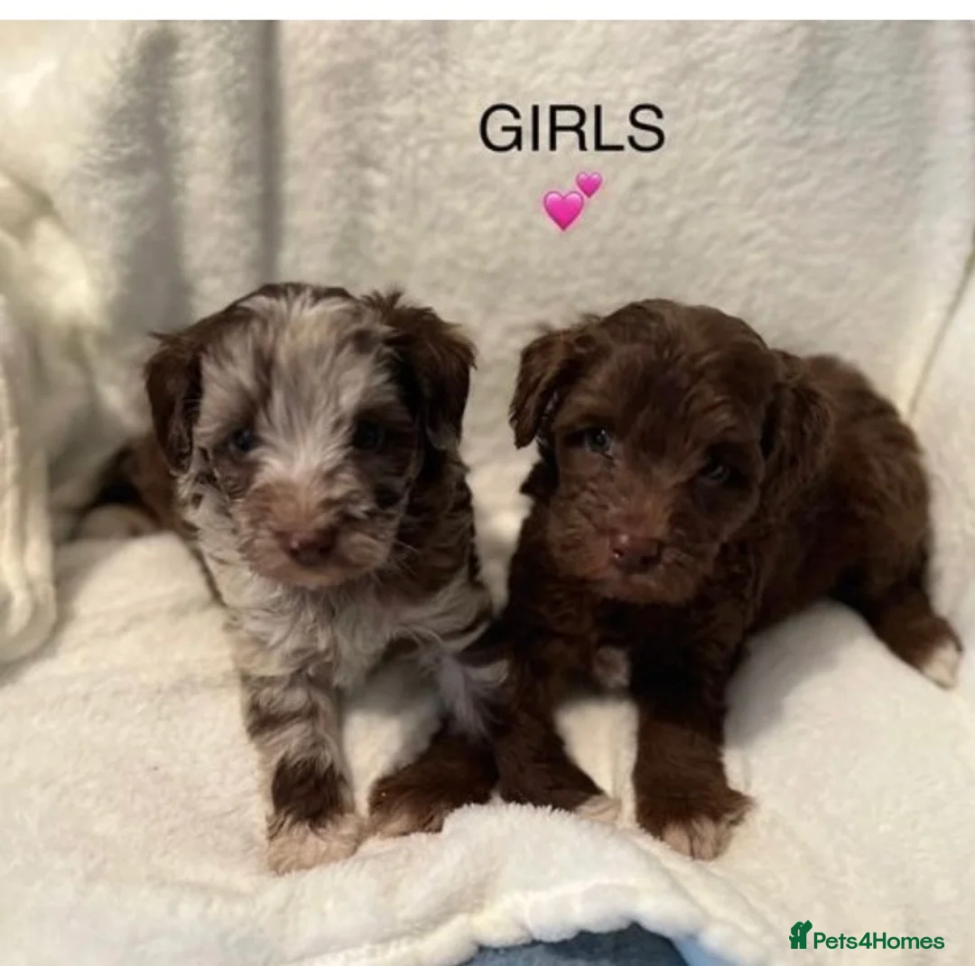 Miniature Schnauzer dogs for stud: KC Reg Choc/White Min Schnauzer MAC +BVA Clear in Coventry - Advert 23