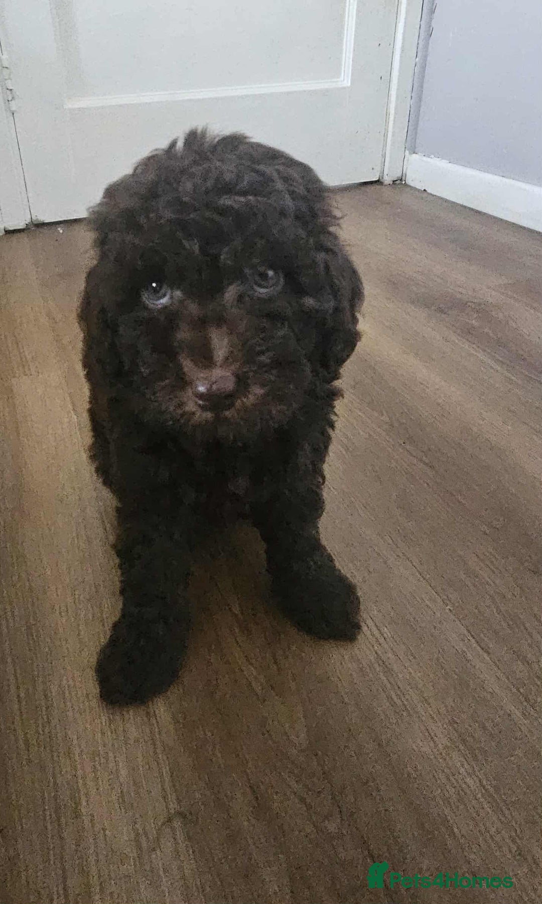 Miniature Poodle dogs for sale: Mini poodle puppies  - Image 5