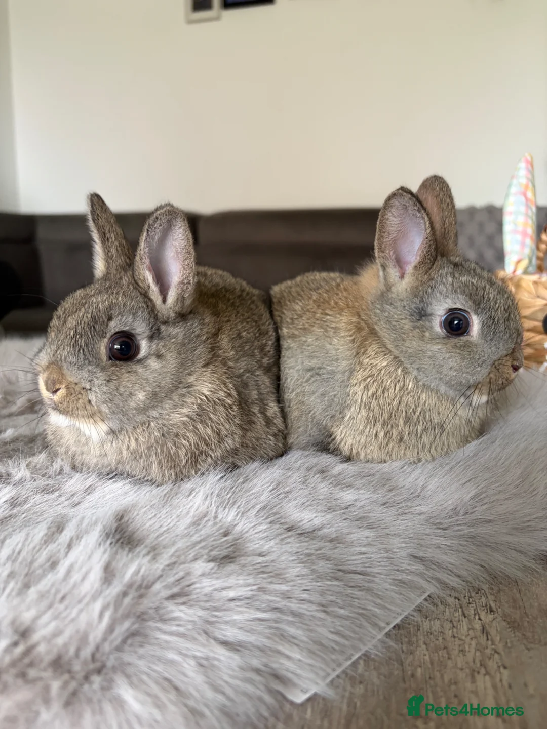 Netherland Dwarf rabbits for sale: 2 Female Netherland Dwarf Rabbits for Sale - Advert 1