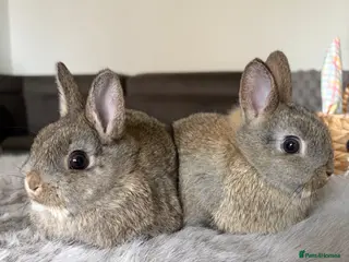 Netherland Dwarf rabbits 2 Female Netherland Dwarf Rabbits for Sale - Advert 3