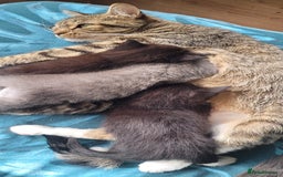 British Shorthair cats for sale: 4 adorable kittens wanting forever homes  - Image 6