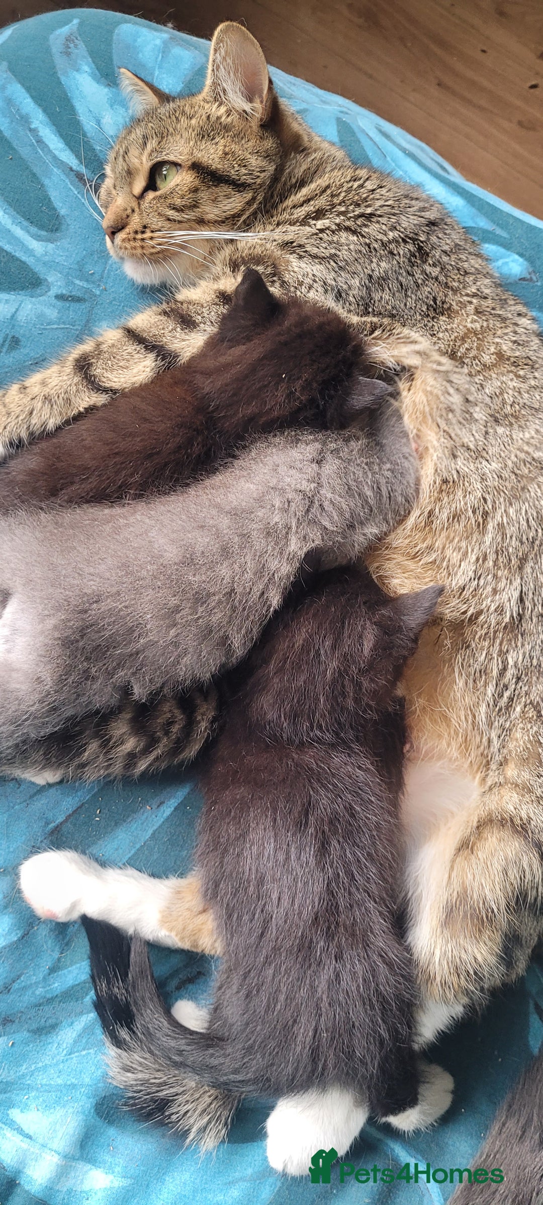 British Shorthair cats for sale: 4 adorable kittens wanting forever homes  - Image 6