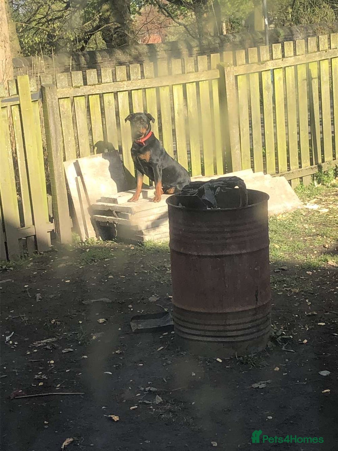 Rottweiler dogs for sale: 5 chunky pure pedigree Rottweiler pups - Image 29