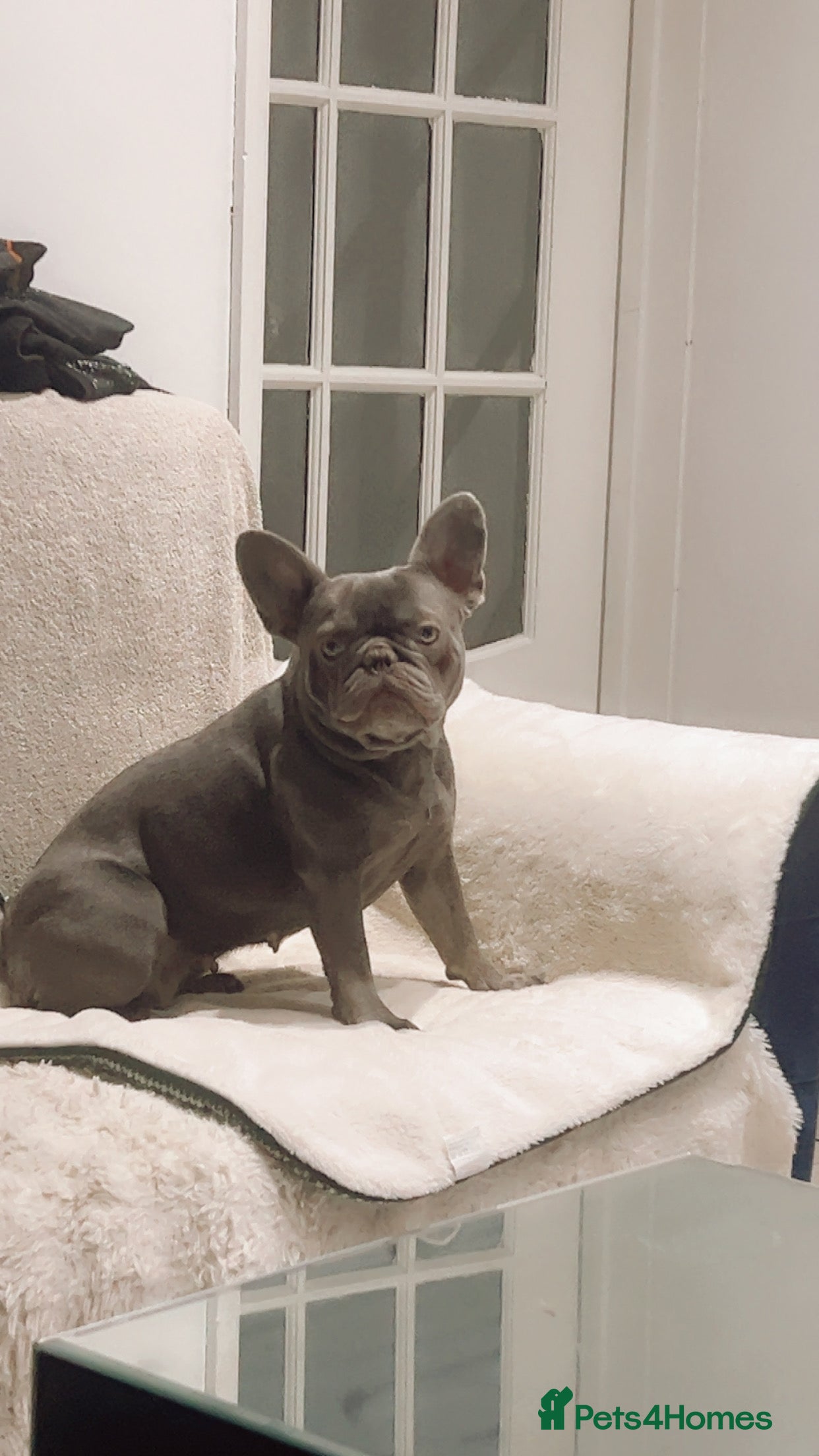 French Bulldog dogs French bulldog very loving friendly 3 years - Advert 1
