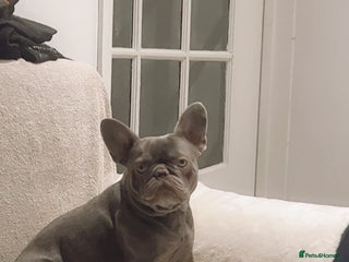 French Bulldog dogs French bulldog very loving friendly 3 years - Advert 1