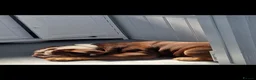 English Bulldog dogs for sale: Lovely Chocolate Male English Bulldog  in Sittingbourne - Advert 3