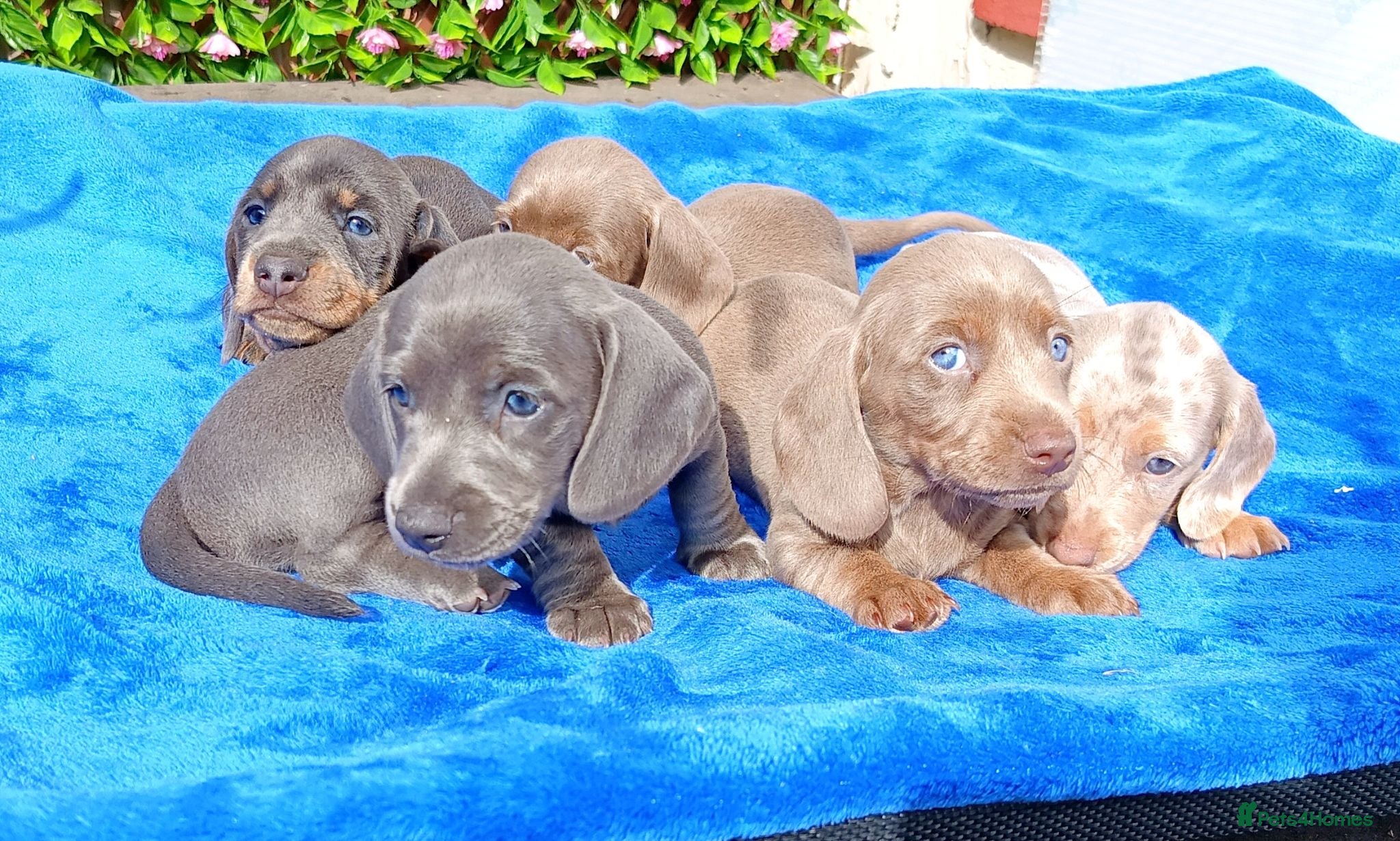 Miniature Dachshund dogs KC Reg PRA Clear mini solid colours  - Advert 1
